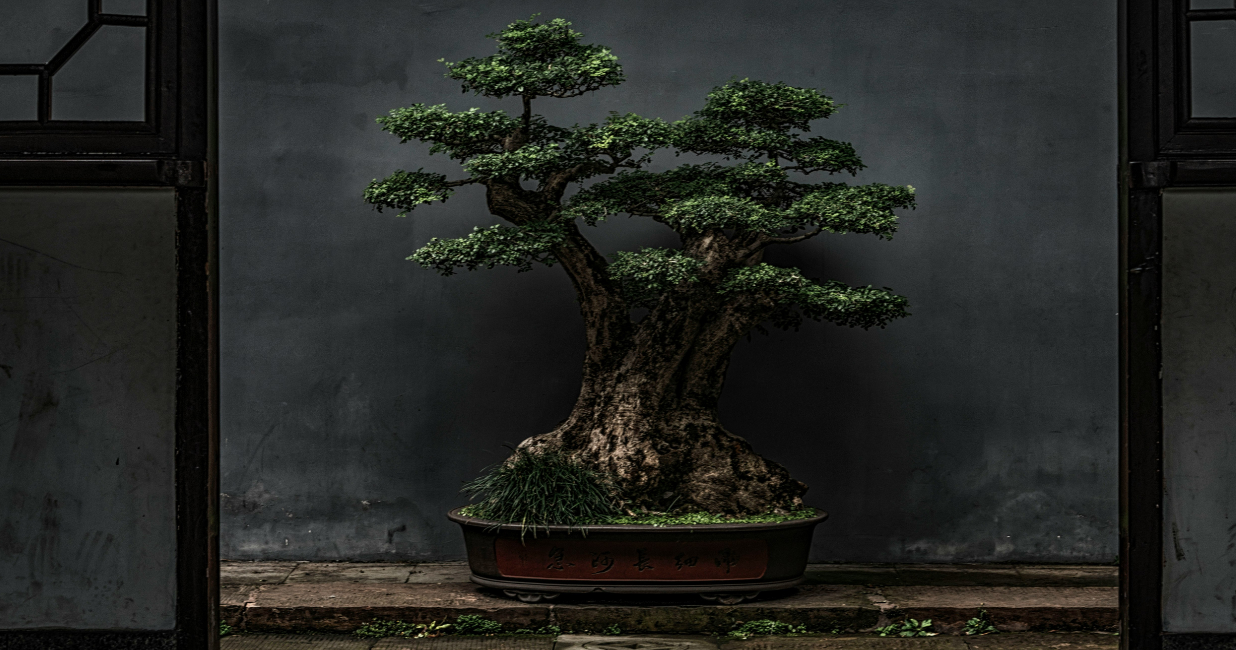 bonsai tree