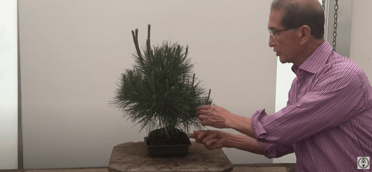 black pine bonsai needle plucking