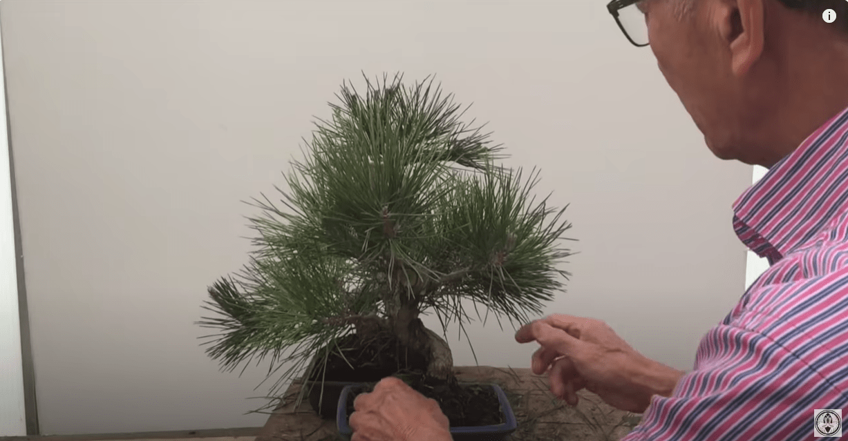 pruned black pine bonsai