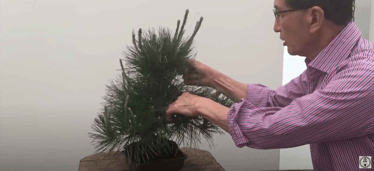 pruning black pine bonsai plant