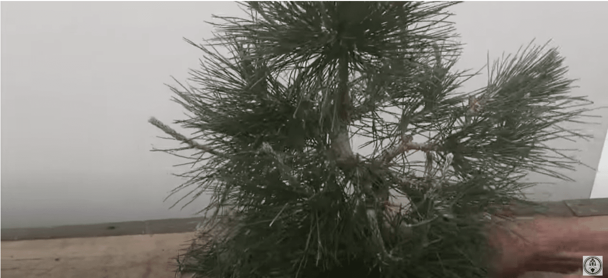 black pine bonsai tree