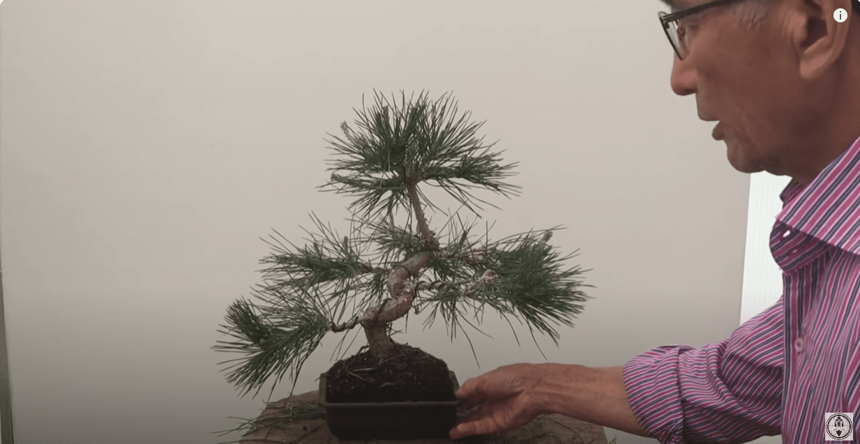 black pine bonsai plant