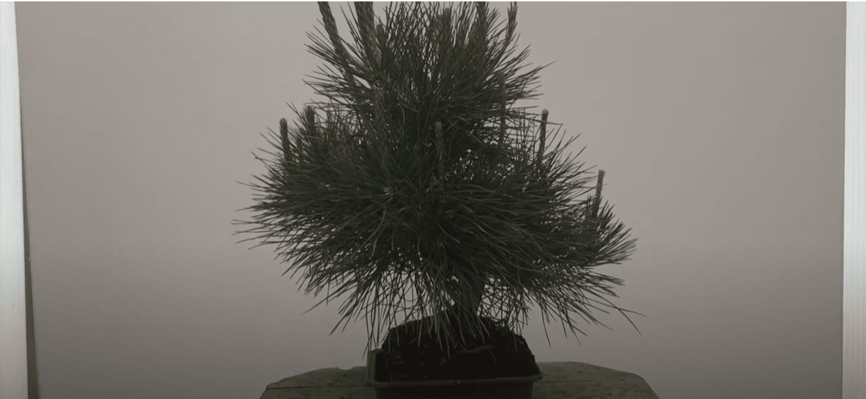 black pine bonsai tree