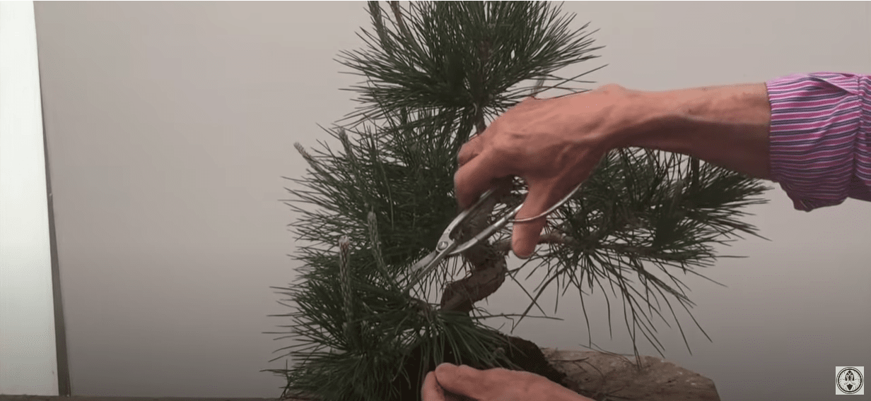 pruning black pine bonsai with scissors