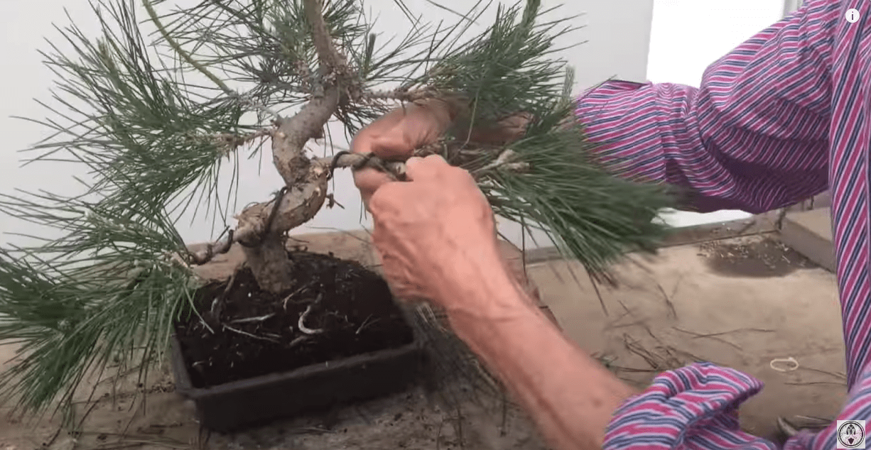 wiring bonsai plant branches