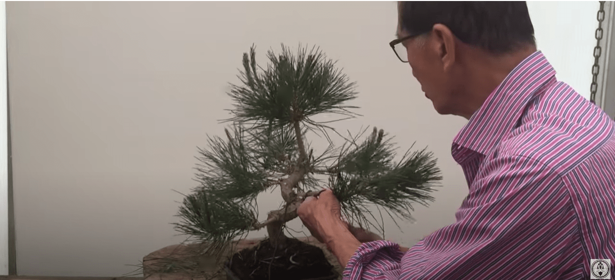 wiring pine bonsai plant